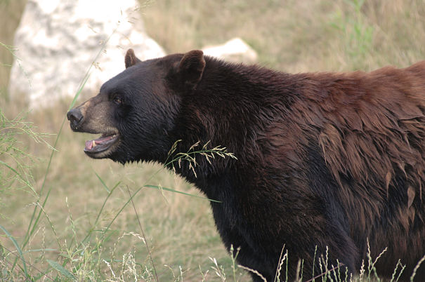 black bear profile