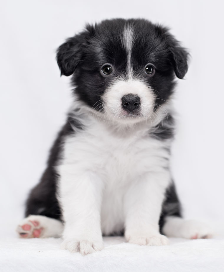Border Collie Puppies - Animal Facts 