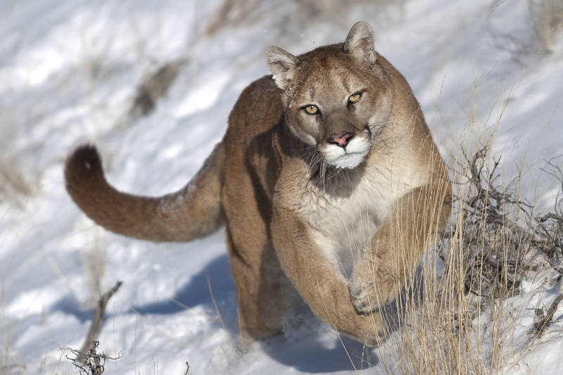 cougar animal facts