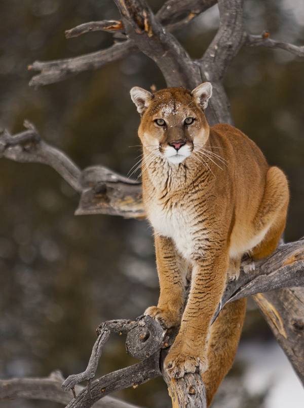 cougar animal facts