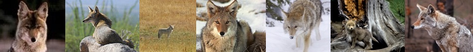 Coyote Facts - Animal Facts Encyclopedia