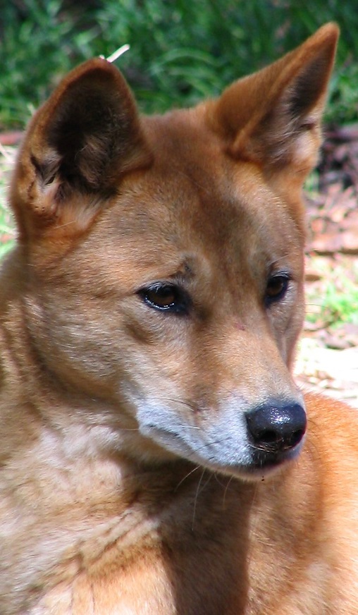 robot sum Knurre Dingo Facts - Animal Facts Encyclopedia