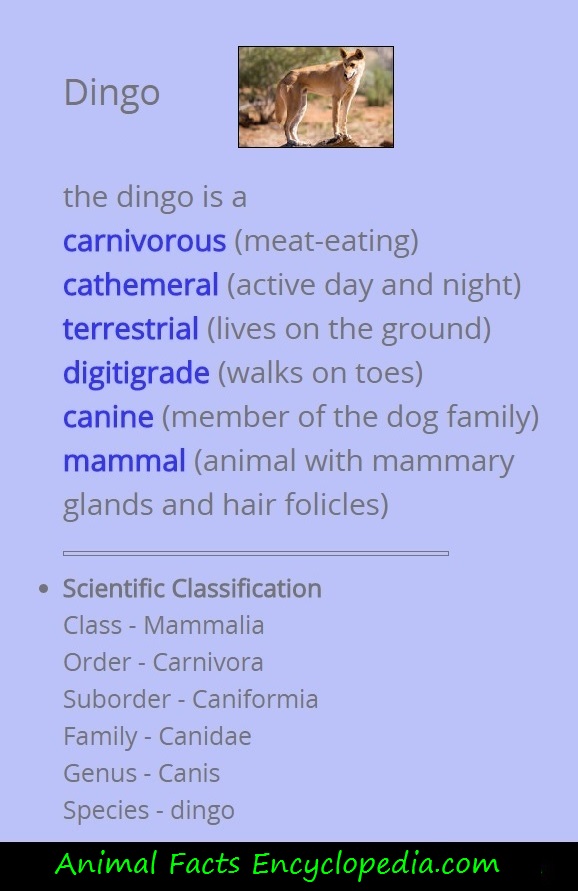 Dingo - Animal Facts Encyclopedia