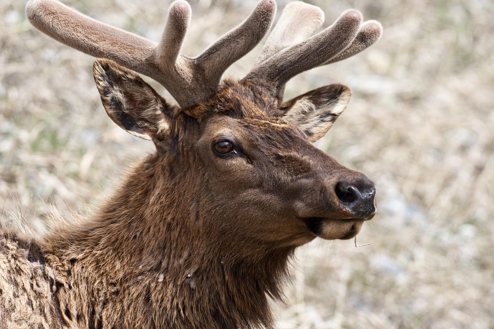 Elk Facts Animal Facts Encyclopedia