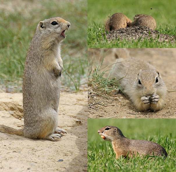 What S The Difference Between A Groundhog And A Gopher Animal Facts
