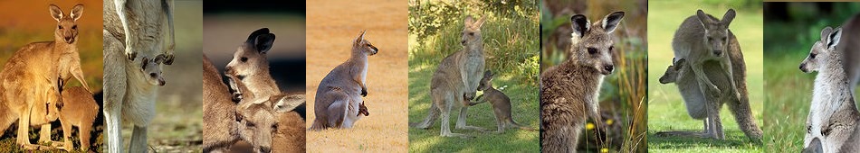 Kangaroo Facts - Animal Facts Encyclopedia