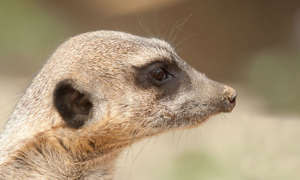 meerkat profile