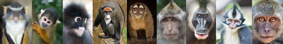 the many faces of monkeys