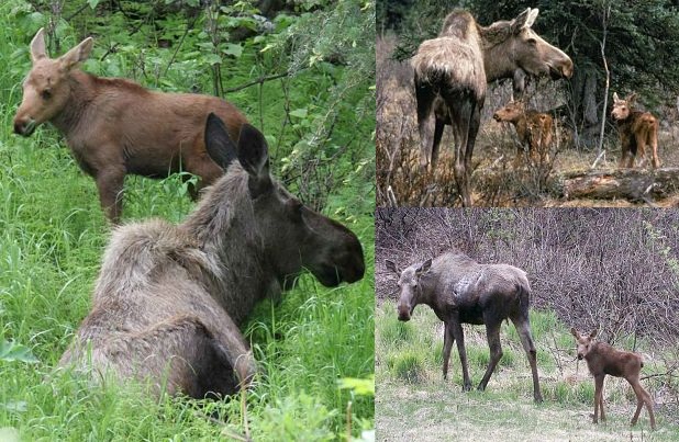 do moose have tails