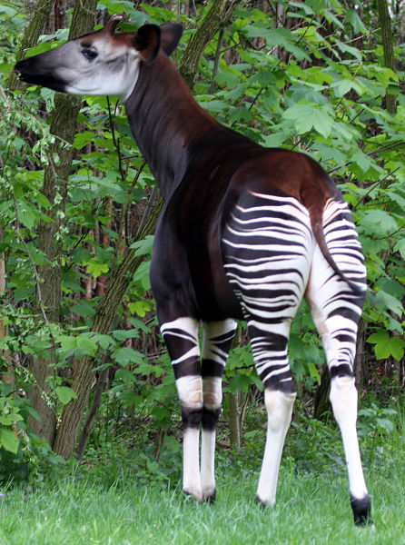 Okapi Facts - Animal Facts Encyclopedia