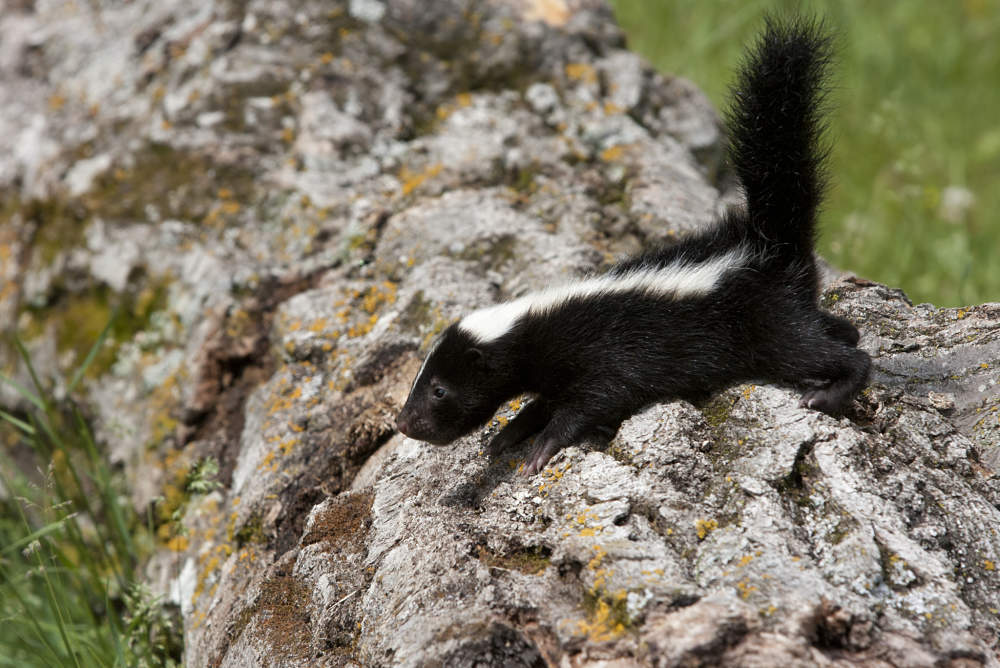Skunks can lose their stripes—and now we might know why