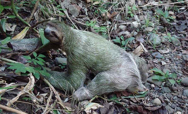 do sloths have tails