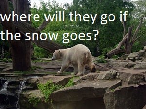 polar bear facts