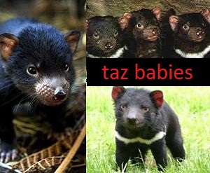 Tasmanian devil facts