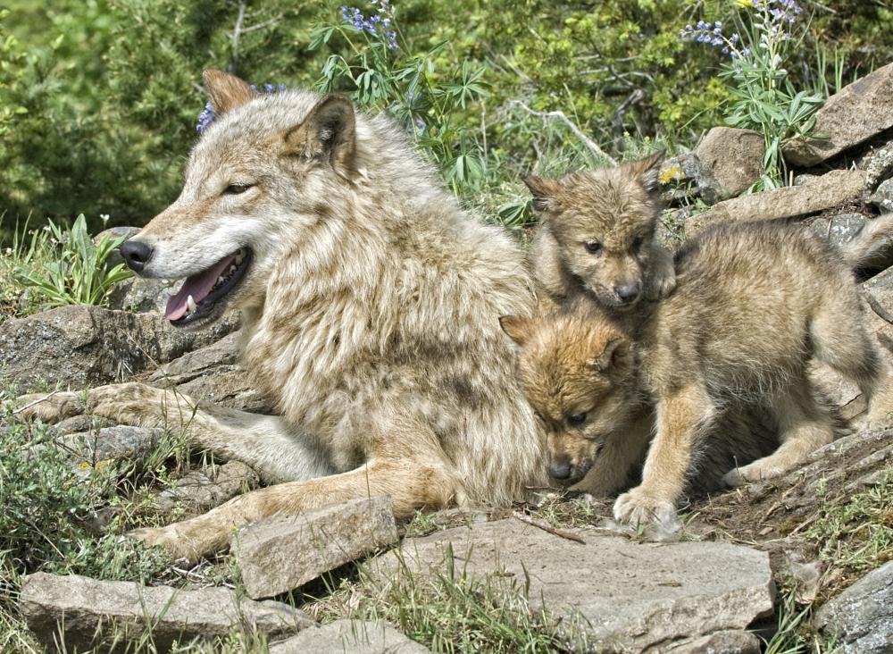 Wolf Facts - Animal Facts Encyclopedia