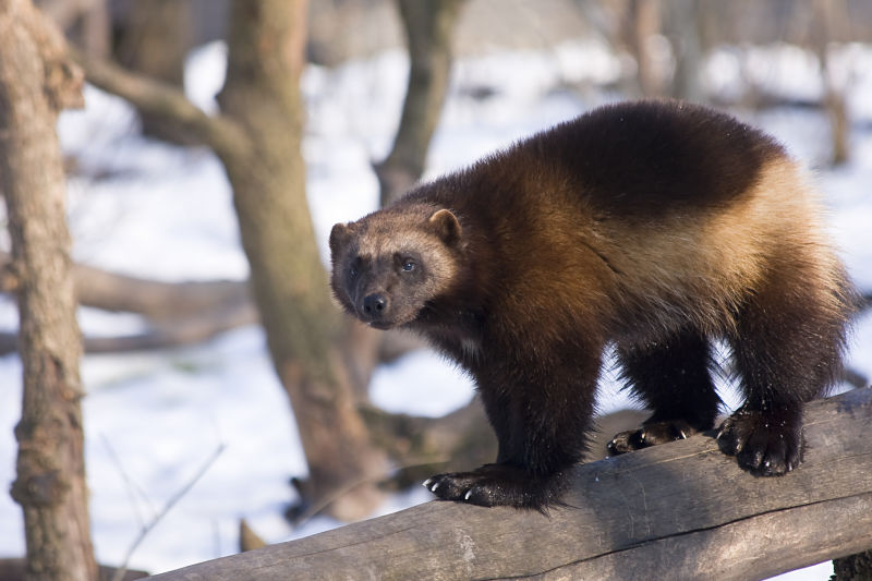 wolverine on log