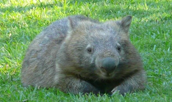 bare-nosed wombat reclining