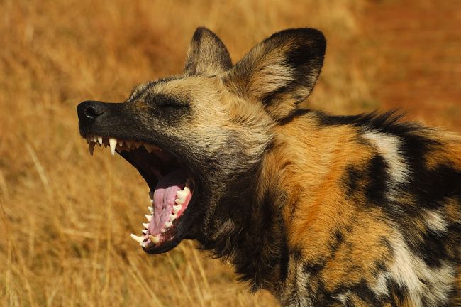 are hyenas and african wild dogs related