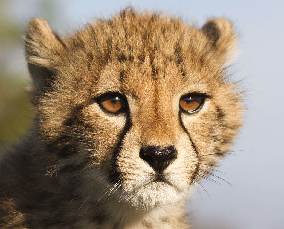 cheetah extreme close-up