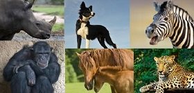 collage van favoriete dieren