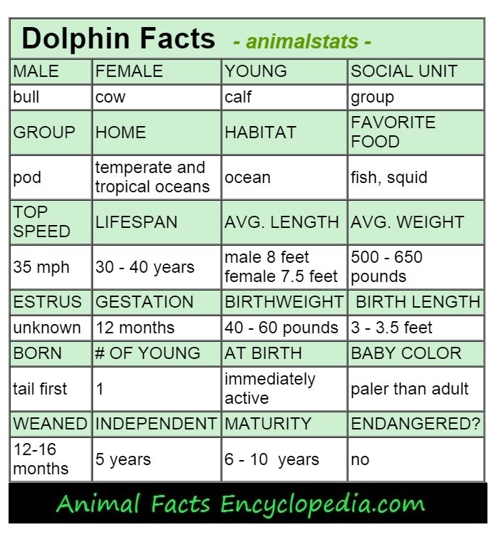 Dolphin Facts - Animal Facts Encyclopedia