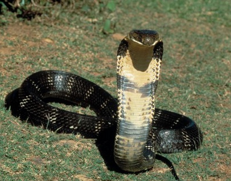 Mongoose Eating A King Cobra