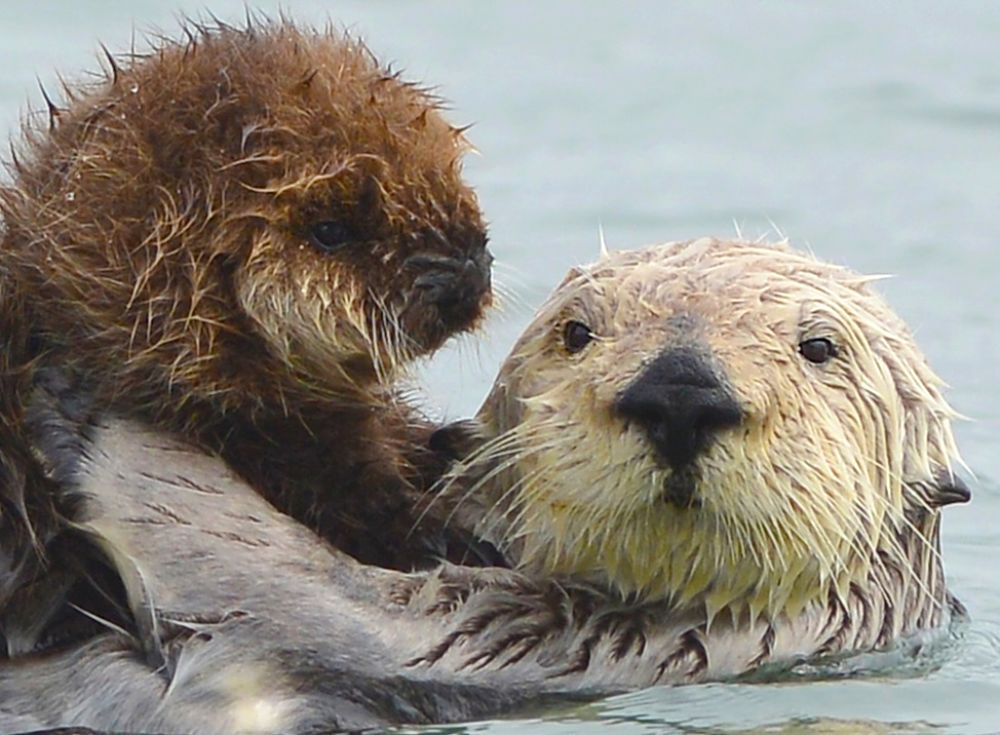 Otter Facts - Animal Facts Encyclopedia