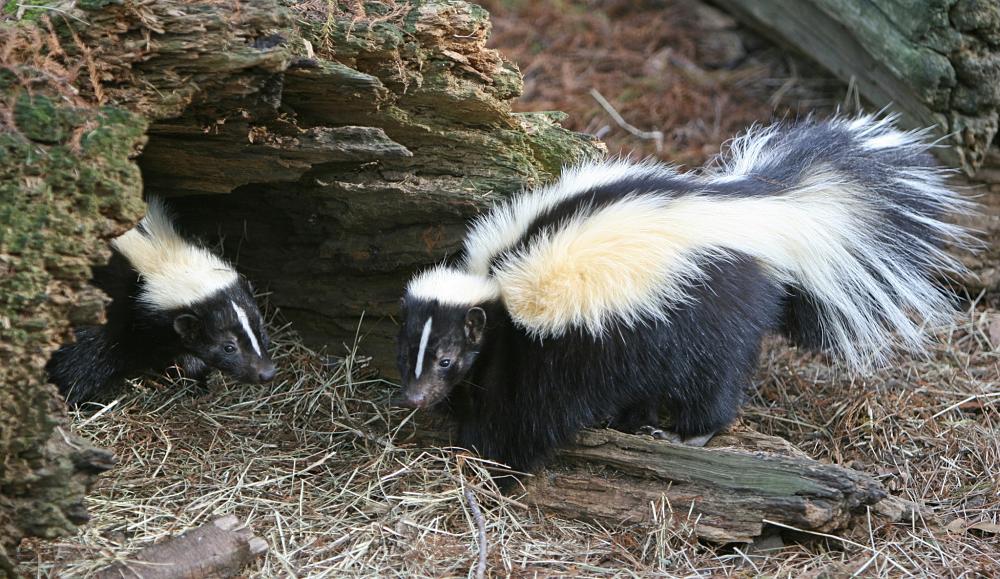 are skunks cats or dogs